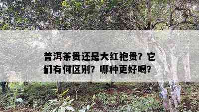 普洱茶贵还是大红袍贵？它们有何区别？哪种更好喝？