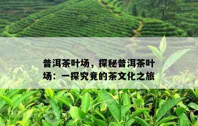 普洱茶叶场，探秘普洱茶叶场：一探究竟的茶文化之旅