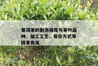 普洱茶的耐泡程度与茶叶品种、加工工艺、保存方式等因素有关