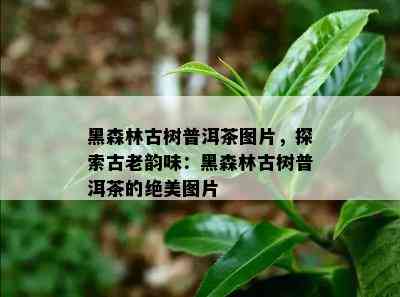 黑森林古树普洱茶图片，探索古老韵味：黑森林古树普洱茶的绝美图片