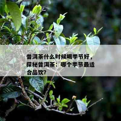 普洱茶什么时候喝季节好，探秘普洱茶：哪个季节最适合品饮？