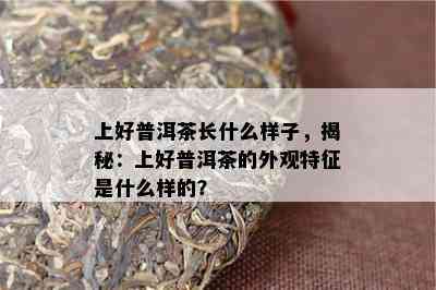 上好普洱茶长什么样子，揭秘：上好普洱茶的外观特征是什么样的？