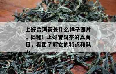 上好普洱茶长什么样子图片，揭秘！上好普洱茶的真面目，看图了解它的特点和魅力