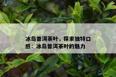 冰岛普洱茶叶，探索特别口感：冰岛普洱茶叶的魅力