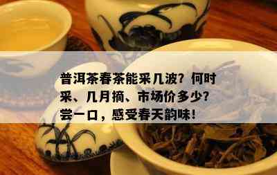 普洱茶春茶能采几波？何时采、几月摘、市场价多少？尝一口，感受春天韵味！