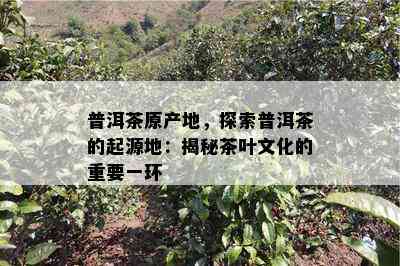 普洱茶原产地，探索普洱茶的起源地：揭秘茶叶文化的重要一环