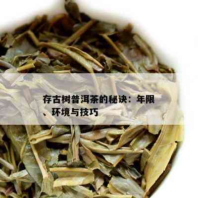 存古树普洱茶的秘诀：年限、环境与技巧