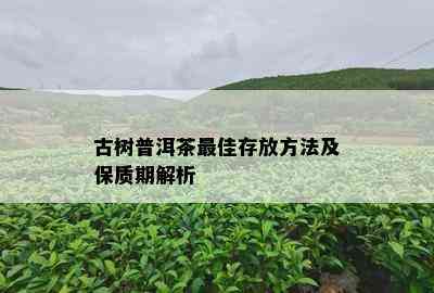 古树普洱茶更佳存放方法及保质期解析