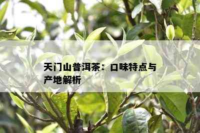 天门山普洱茶：口味特点与产地解析