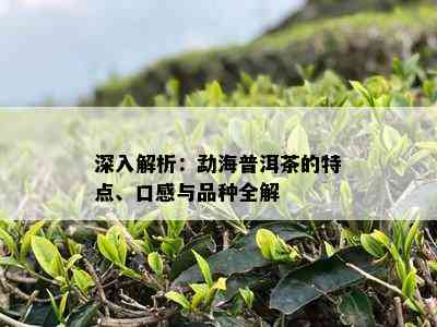 深入解析：勐海普洱茶的特点、口感与品种全解