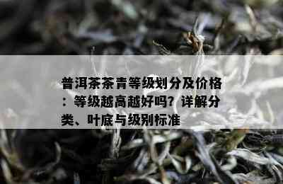 普洱茶茶青等级划分及价格：等级越高越好吗？详解分类、叶底与级别标准