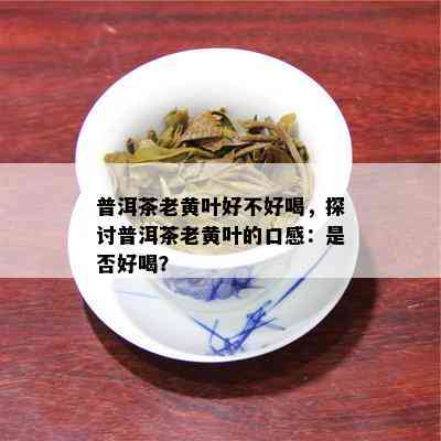 普洱茶老黄叶好不好喝，探讨普洱茶老黄叶的口感：是否好喝？