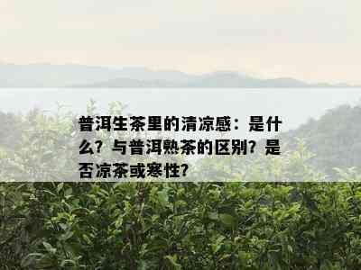 普洱生茶里的清凉感：是什么？与普洱熟茶的区别？是不是凉茶或寒性？