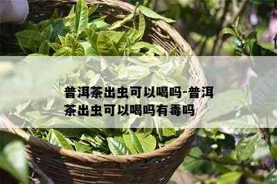 普洱茶出虫可以喝吗-普洱茶出虫可以喝吗有吗