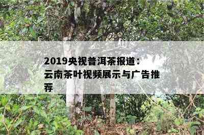 2019央视普洱茶报道：云南茶叶视频展示与广告推荐