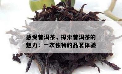 感受普洱茶，探索普洱茶的魅力：一次特别的品茗体验