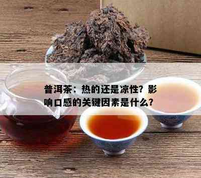 普洱茶：热的还是凉性？影响口感的关键因素是什么？