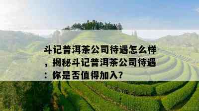 斗记普洱茶公司待遇怎么样，揭秘斗记普洱茶公司待遇：你是不是值得加入？