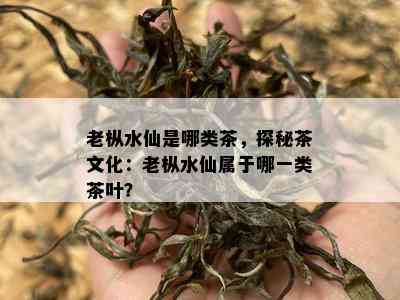 老枞水仙是哪类茶，探秘茶文化：老枞水仙属于哪一类茶叶？