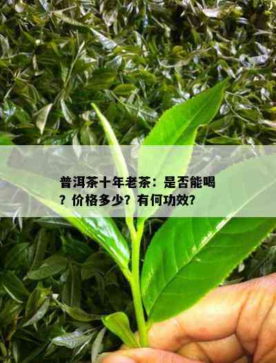 普洱茶十年老茶：是不是能喝？价格多少？有何功效？