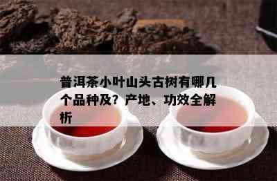 普洱茶小叶山头古树有哪几个品种及？产地、功效全解析