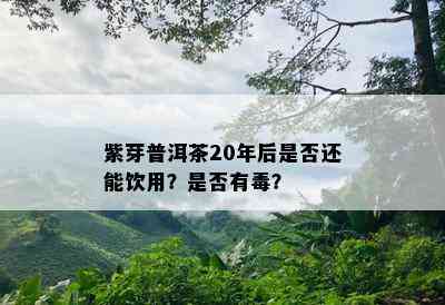 紫芽普洱茶20年后是不是还能饮用？是不是有？