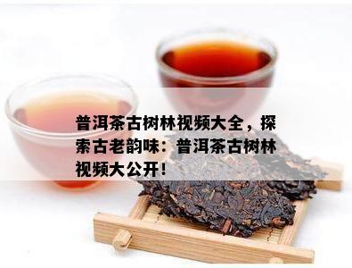 普洱茶古树林视频大全，探索古老韵味：普洱茶古树林视频大公开！