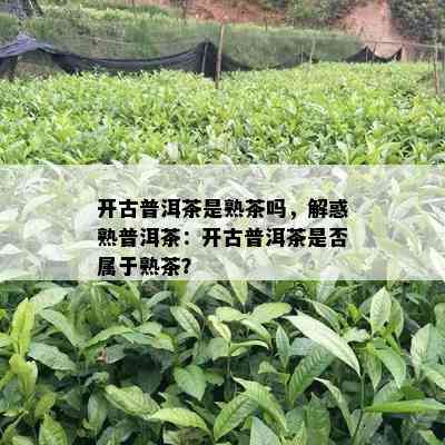 开古普洱茶是熟茶吗，解惑熟普洱茶：开古普洱茶是否属于熟茶？