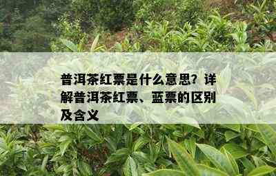 普洱茶红票是什么意思？详解普洱茶红票、蓝票的区别及含义