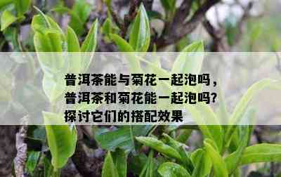 普洱茶能与菊花一起泡吗，普洱茶和菊花能一起泡吗？探讨它们的搭配效果