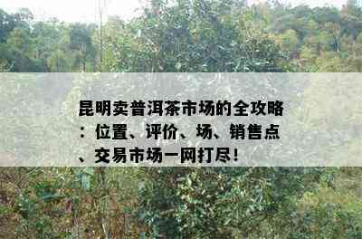 昆明卖普洱茶市场的全攻略：位置、评价、场、销售点、交易市场一网打尽！