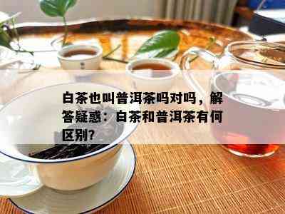 白茶也叫普洱茶吗对吗，解答疑惑：白茶和普洱茶有何区别？