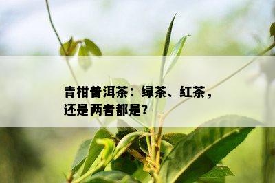 青柑普洱茶：绿茶、红茶，还是两者都是？