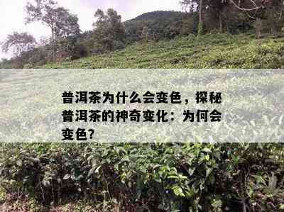 普洱茶为什么会变色，探秘普洱茶的神奇变化：为何会变色？