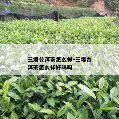 三塔普洱茶怎么样-三塔普洱茶怎么样好喝吗