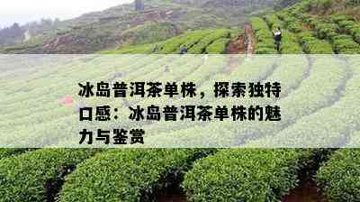 冰岛普洱茶单株，探索独特口感：冰岛普洱茶单株的魅力与鉴赏