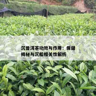 沉普洱茶功效与作用：保健揭秘与沉船相关性解析