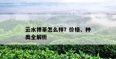 云水禅茶怎么样？价格、种类全解析