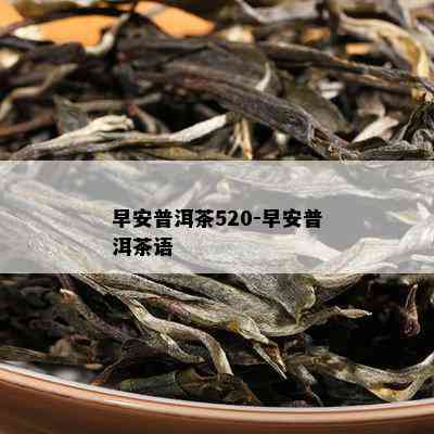 早安普洱茶520-早安普洱茶语