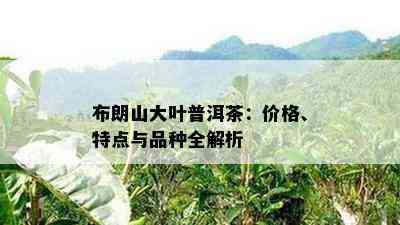 布朗山大叶普洱茶：价格、特点与品种全解析