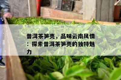 普洱茶笋壳，品味云南风情：探索普洱茶笋壳的独特魅力