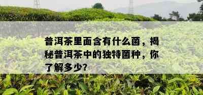 普洱茶里面含有什么菌，揭秘普洱茶中的独特菌种，你了解多少？