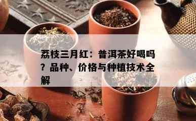 荔枝三月红：普洱茶好喝吗？品种、价格与种植技术全解