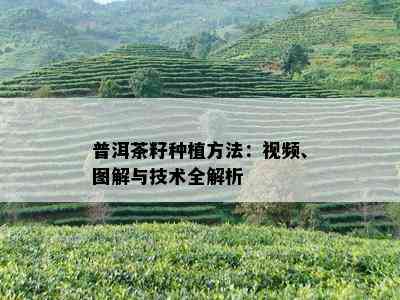 普洱茶籽种植方法：视频、图解与技术全解析