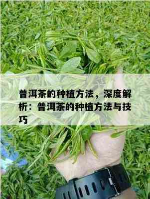 普洱茶的种植方法，深度解析：普洱茶的种植方法与技巧