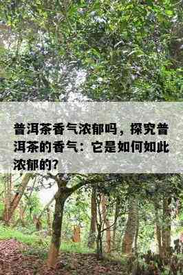 普洱茶香气浓郁吗，探究普洱茶的香气：它是怎样如此浓郁的？