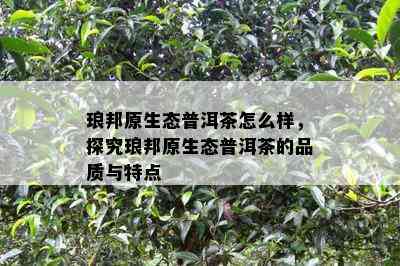 琅邦原生态普洱茶怎么样，探究琅邦原生态普洱茶的品质与特点