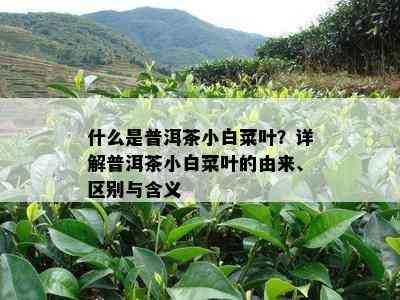 什么是普洱茶小白菜叶？详解普洱茶小白菜叶的由来、区别与含义