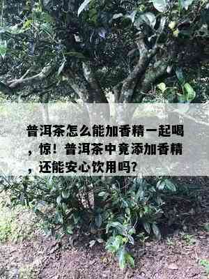 普洱茶怎么能加香精一起喝，惊！普洱茶中竟添加香精，还能安心饮用吗？