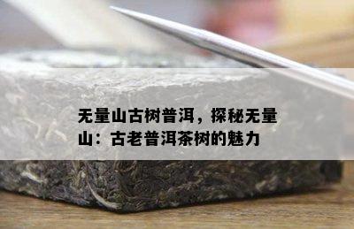 无量山古树普洱，探秘无量山：古老普洱茶树的魅力